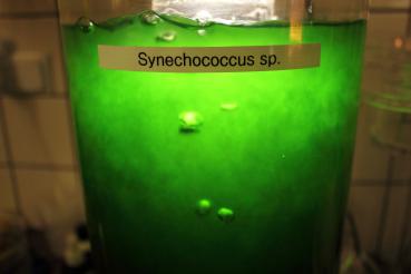 Synechococcus sp. Phytoplankton 1 Liter